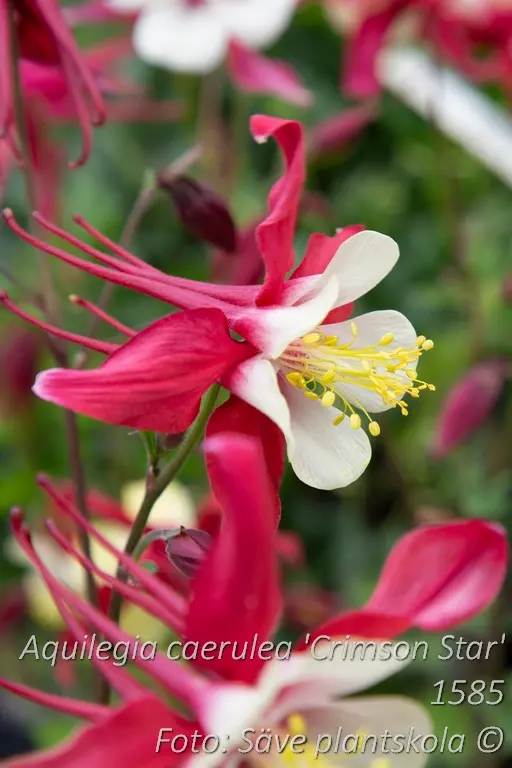 Pastellakleja - Aquilegia caerulea 'Crimson Star'