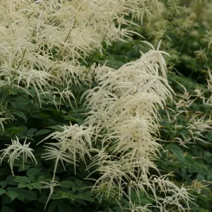 Plymspirea - Aruncus dioicus