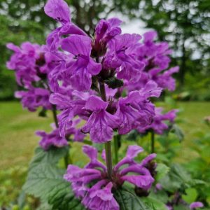 Praktbetonika - Stachys macrantha