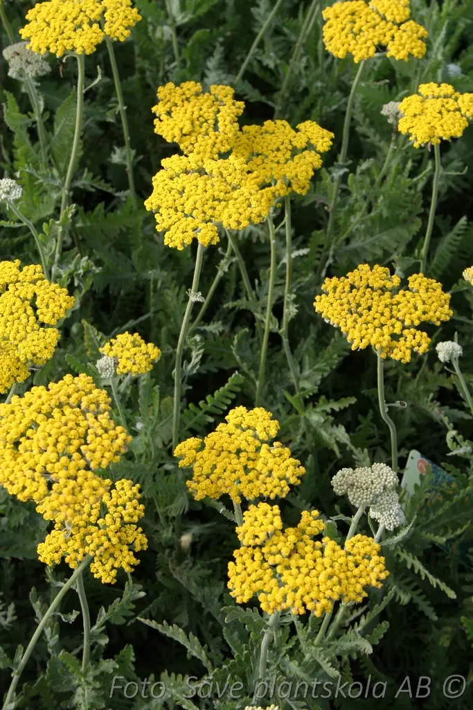 Praktröllika - Achillea filipendulina 'Coronation Gold'