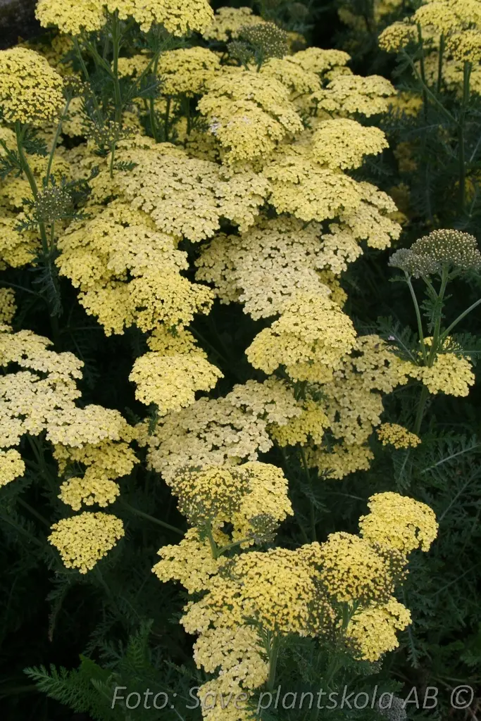Röllika - Achillea millefolium 'Credo'