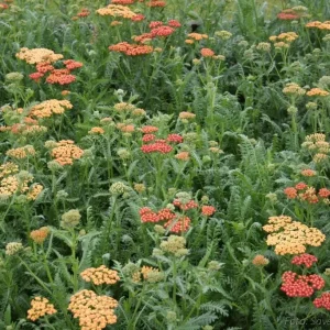 Röllika - Achillea millefolium 'Walther Funcke'