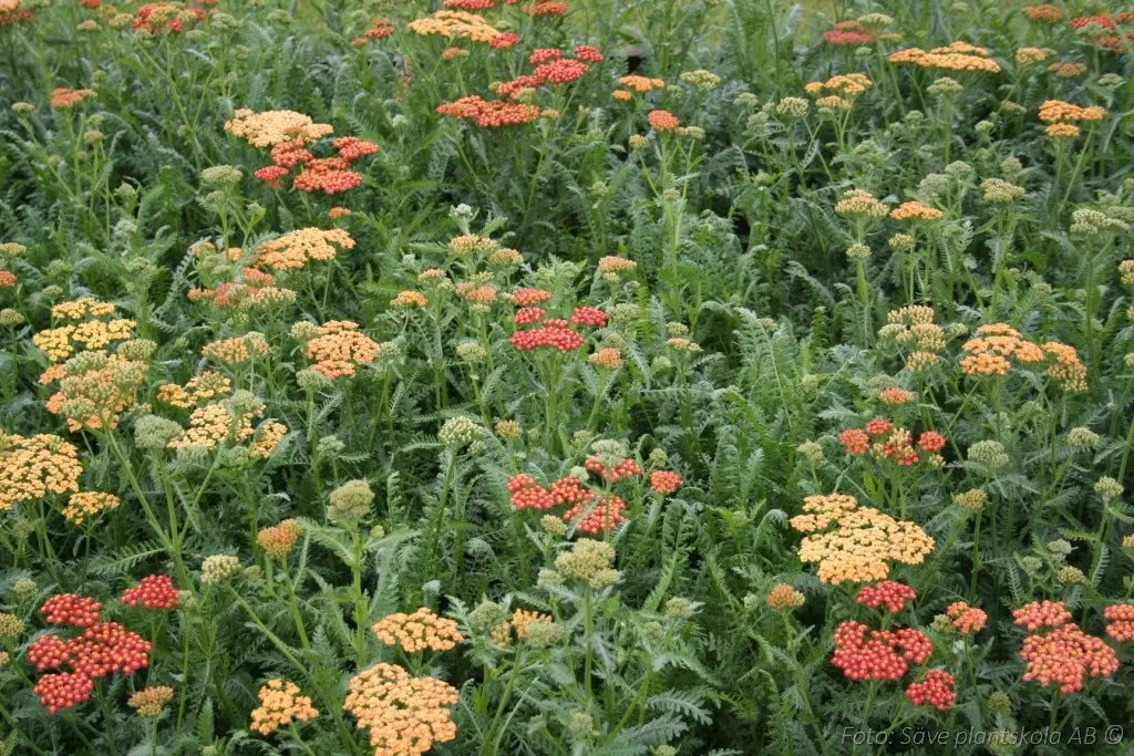 Röllika - Achillea millefolium 'Walther Funcke'