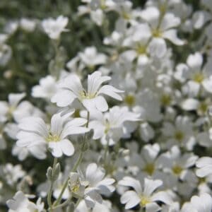 Cerastium tomentosum ’Silberteppich’
