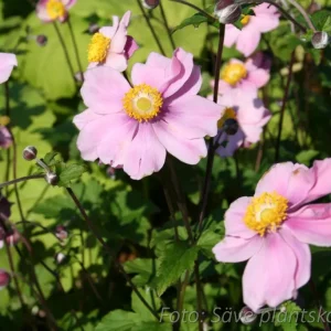 Silvrig höstanemon - Anemone tomentosa 'Robustissima'