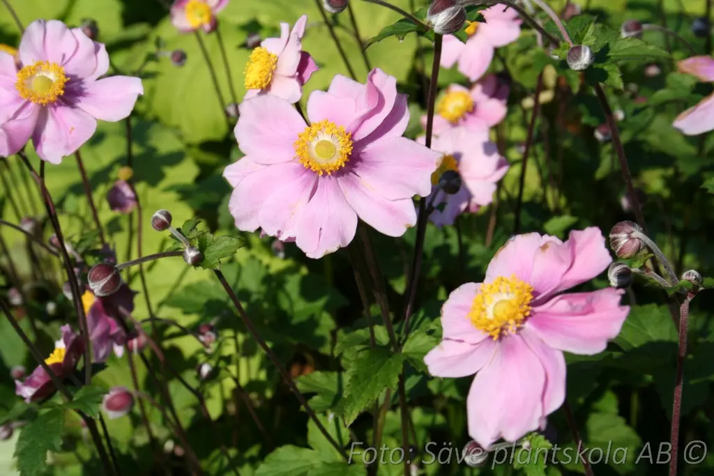 Silvrig höstanemon - Anemone tomentosa 'Robustissima'