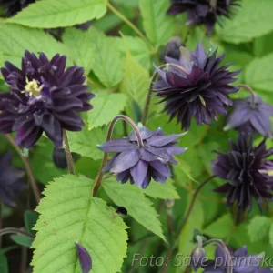 Stjärnakleja - Aquilegia vulgaris stellata 'Black Barlow'