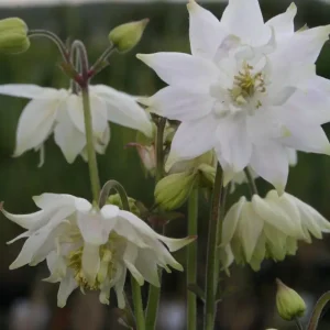 Stjärnakleja - Aquilegia vulgaris stellata 'White Barlow'