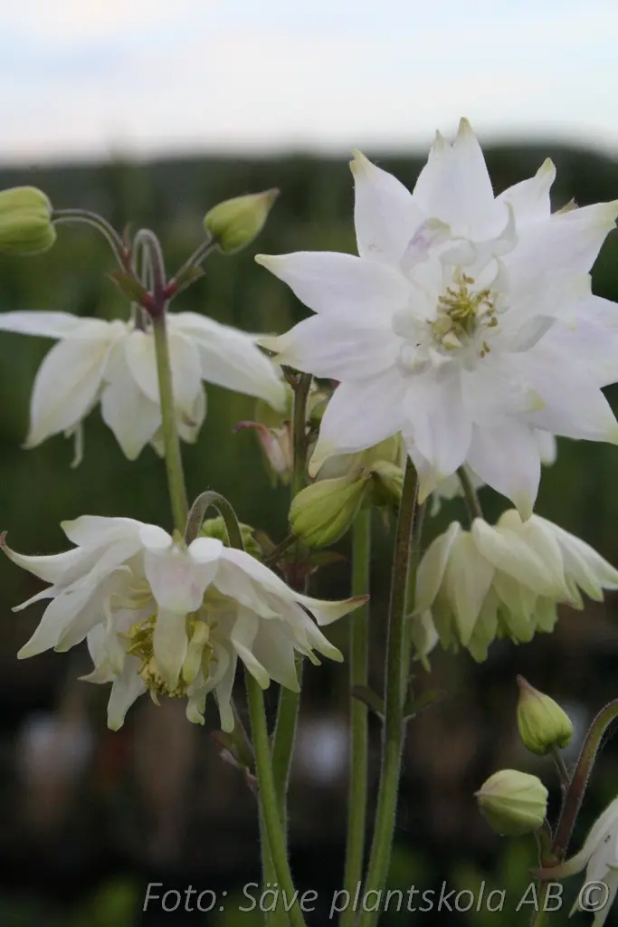 Stjärnakleja - Aquilegia vulgaris stellata 'White Barlow'