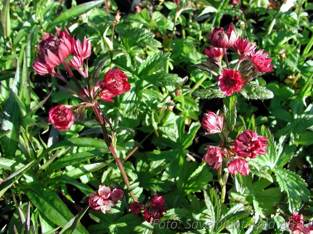 Stjärnflocka - Astrantia major 'Moulin Rouge' (PBR)