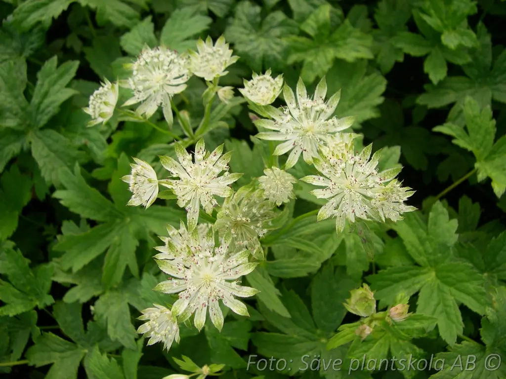 Stjärnflocka - Astrantia major 'Shaggy'