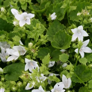Stjärnklocka - Campanula poscharskyana 'E.H.Frost'