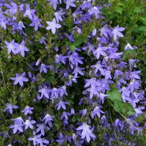 Stjärnklocka - Campanula poscharskyana 'Stella'