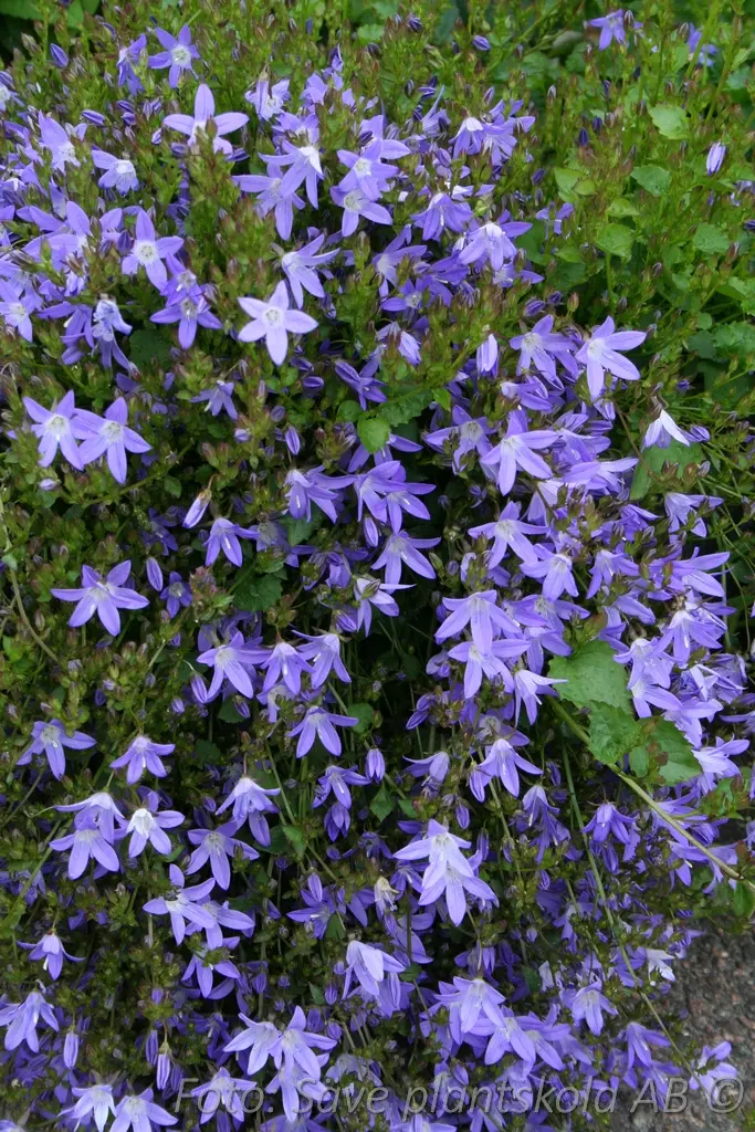 Stjärnklocka - Campanula poscharskyana 'Stella'