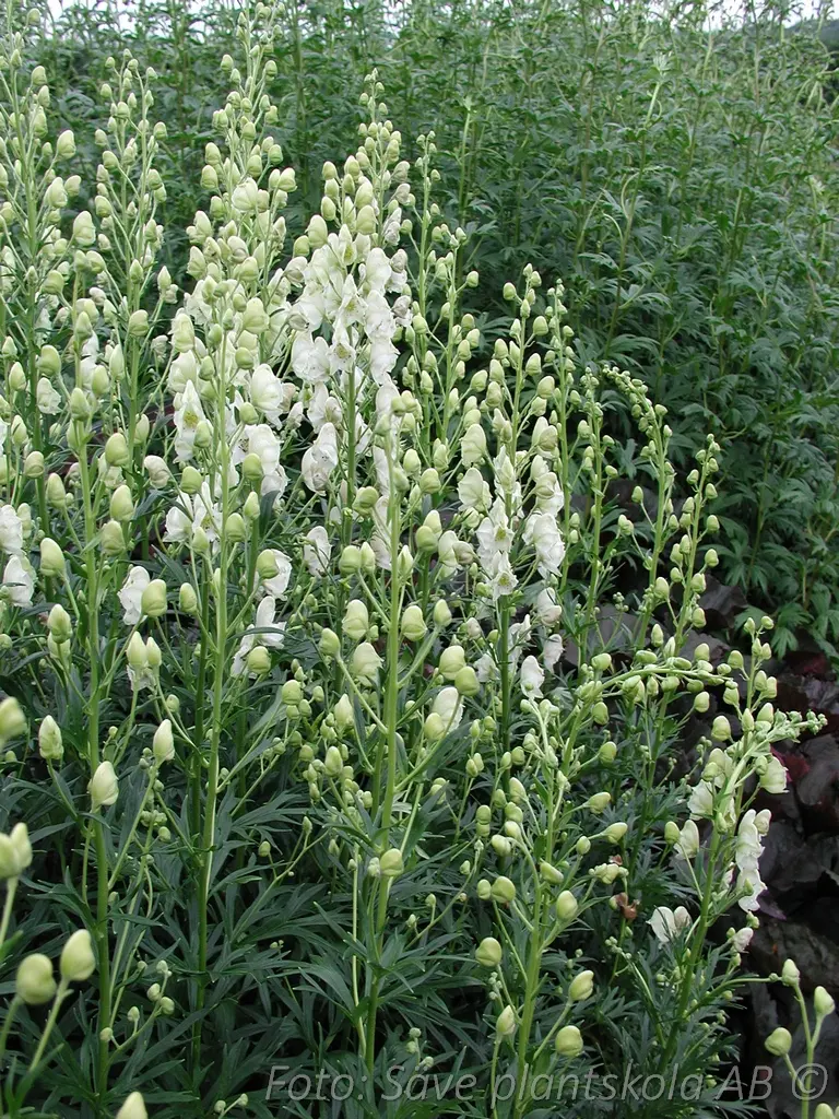 Stormhatt - Aconitum napellus 'Album'