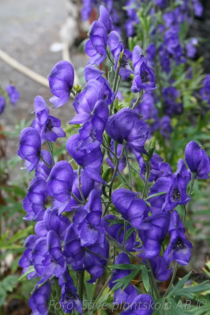 Stormhatt - Aconitum napellus