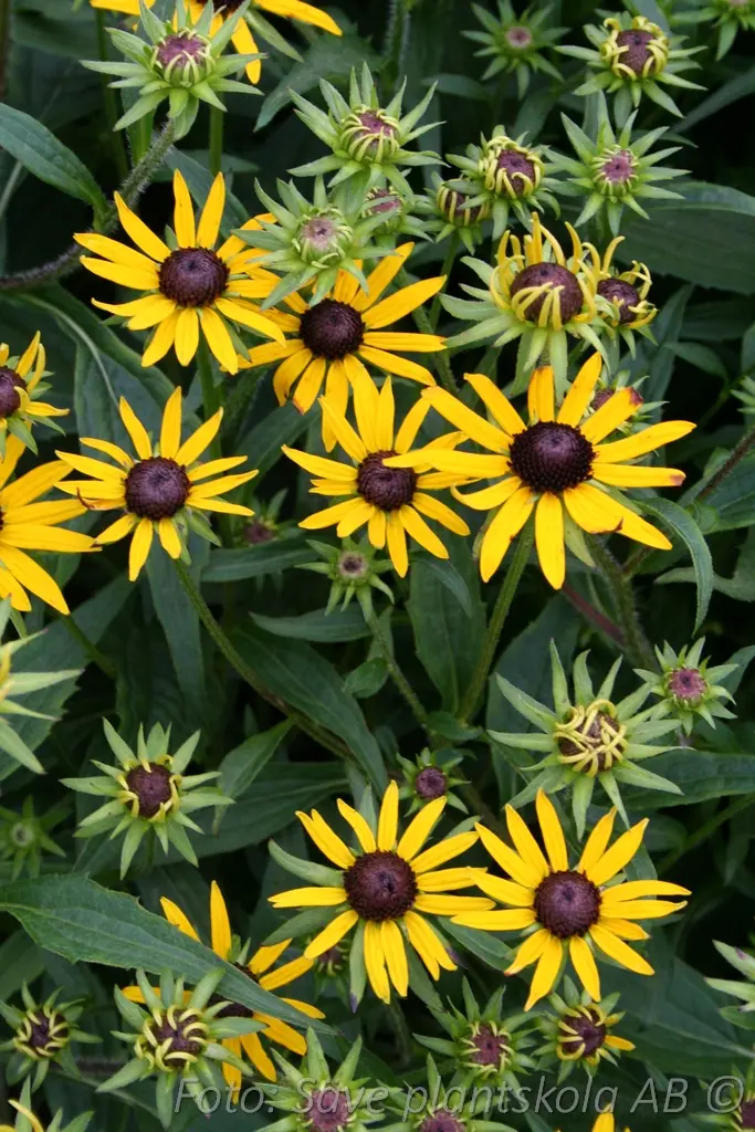 Strålrudbeckia - Rudbeckia fulgida 'Little Goldstar' (PBR)