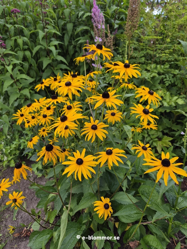 Strålrudbeckia - Rudbeckia fulgida var. sullivantii 'Goldsturm'