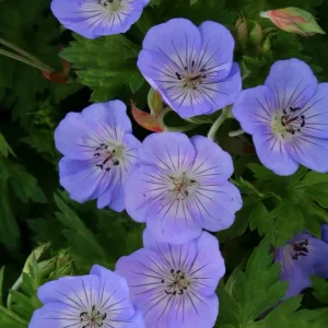 Trädgårdsnäva - Geranium 'Azure Rush'