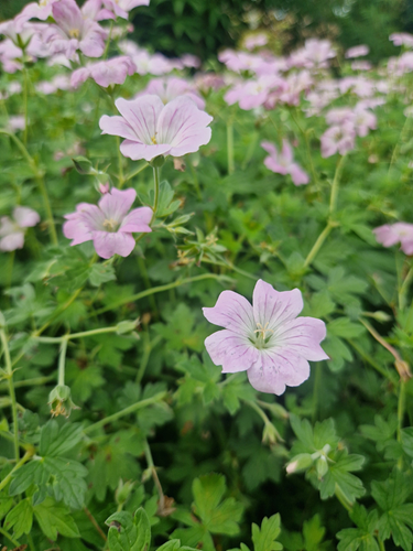 Trädgårdsnäva - Geranium 'Dreamland'