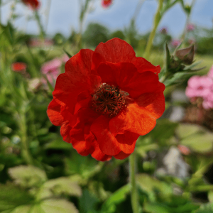 Trädgårdsnejlikrot - Geum 'Mrs Bradshaw' (1)