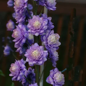 Trädgårdsriddarsporre - Delphinium Highlander-serien 'Bolero' (PBR)
