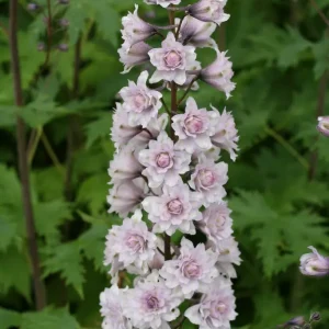 Trädgårdsriddarsporre - Delphinium Highlander-serien 'Cha-Cha' (PBR)