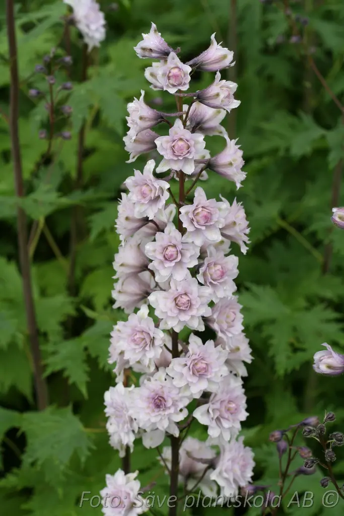 Trädgårdsriddarsporre - Delphinium Highlander-serien 'Cha-Cha' (PBR)