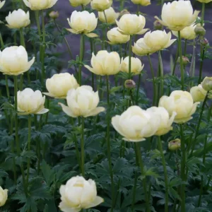 Trädgårdssmörboll - Trollius 'Alabaster'