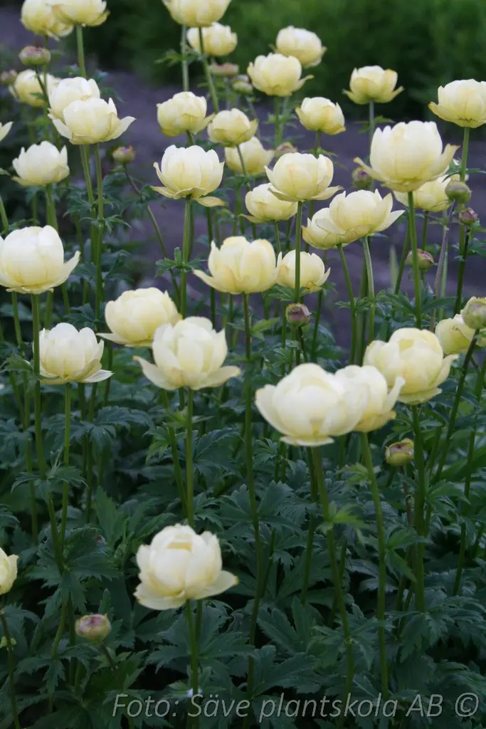 Trädgårdssmörboll - Trollius 'Alabaster'
