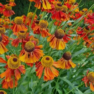 Solbrud - Helenium 'Moerheim Beauty'
