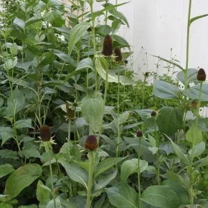 Trollrudbeckia - Rudbeckia occidentalis 'Green Wizard'