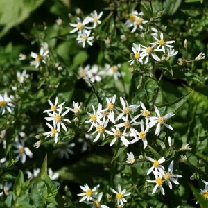 Vit skogsaster - Eurybia divaricata