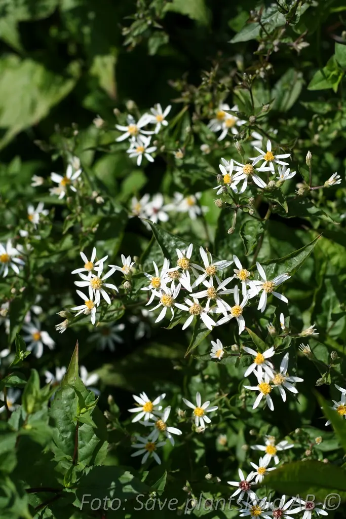 Vit skogsaster - Eurybia divaricata