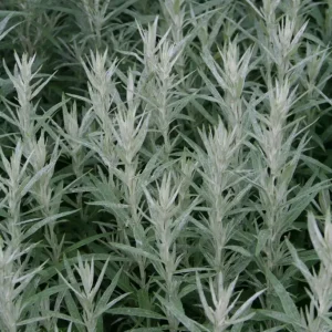 Vitmalört - Artemisia ludoviciana 'Silver Queen'