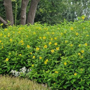 Septembersolros - Helianthus Lemon Queen