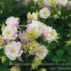 Akleja - Aquilegia vulgaris 'Winky Double Rose & White'