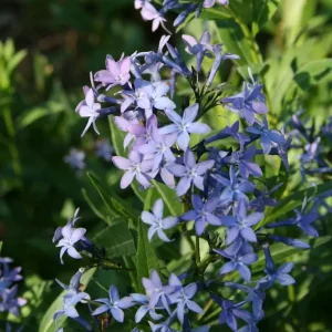 Amsonia - Amsonia tabernaemontana 'Blue Ice'