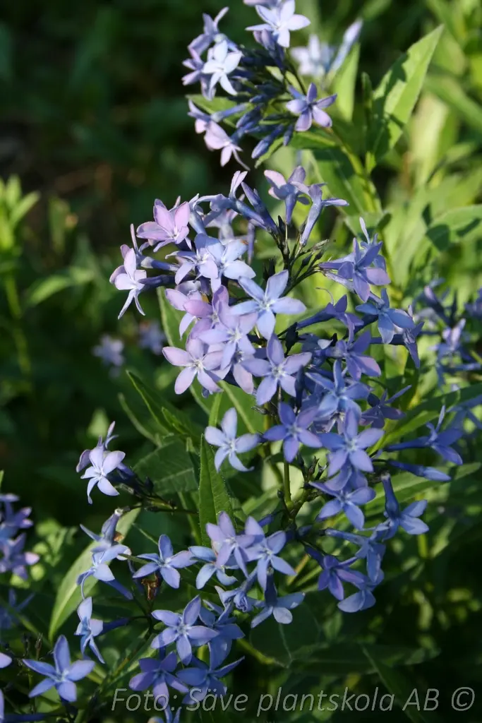 Amsonia - Amsonia tabernaemontana 'Blue Ice'