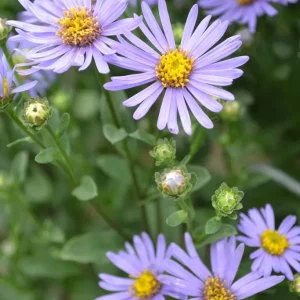 Brittsommaraster - Aster amellus 'Axel Tallner' Grönt kulturarv ®