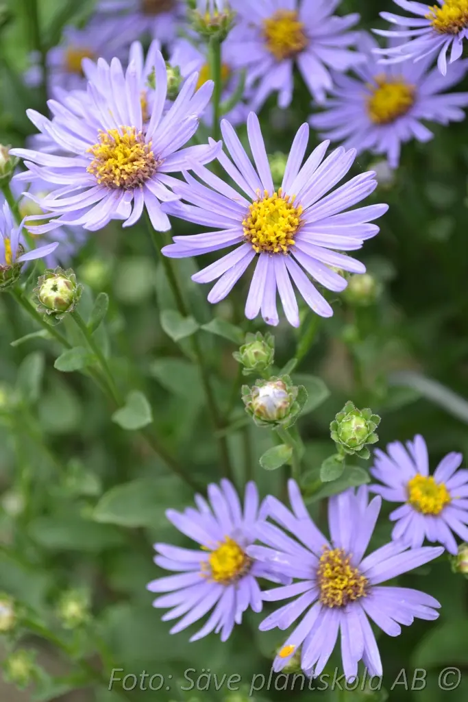 Brittsommaraster - Aster amellus 'Axel Tallner' Grönt kulturarv ®