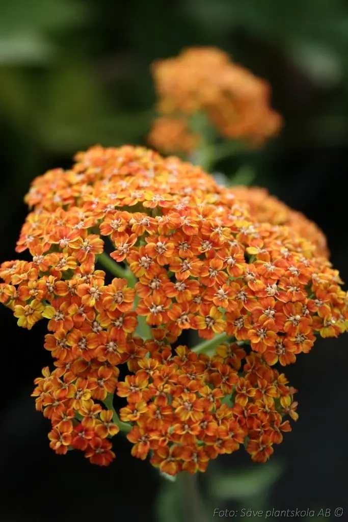 Röllika - Achillea millefolium 'Terracotta'