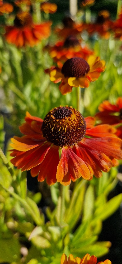 Solbrud - Helenium autumnale ´Mardi Grass´