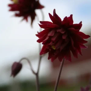 Stjärnakleja - Aquilegia vulgaris stellata 'Ruby Port'