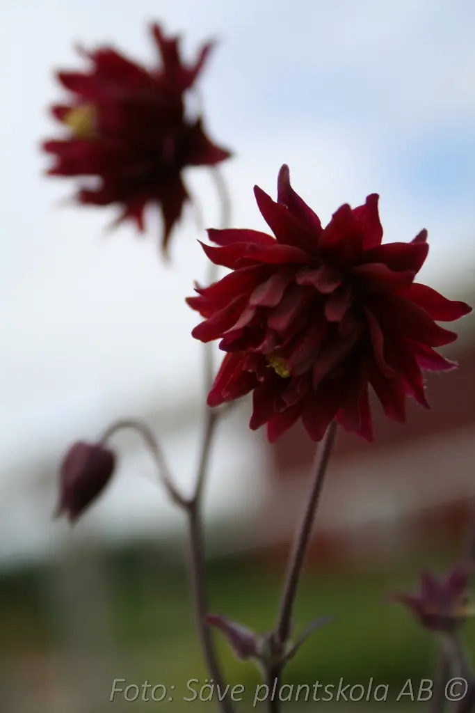 Stjärnakleja - Aquilegia vulgaris stellata 'Ruby Port'