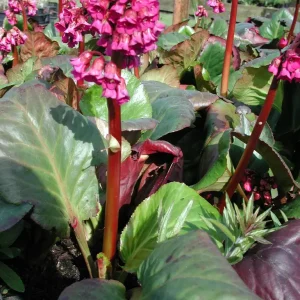 Bergenia - Bergenia cordifolia 'Rotblum'