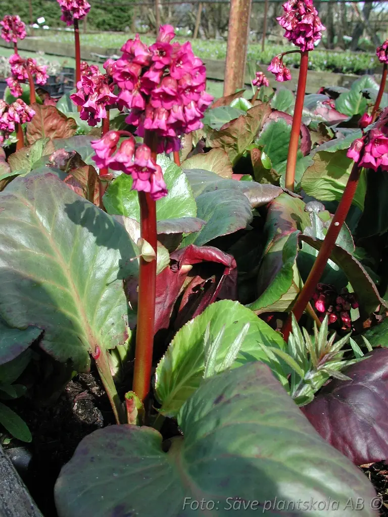 Bergenia - Bergenia cordifolia 'Rotblum'