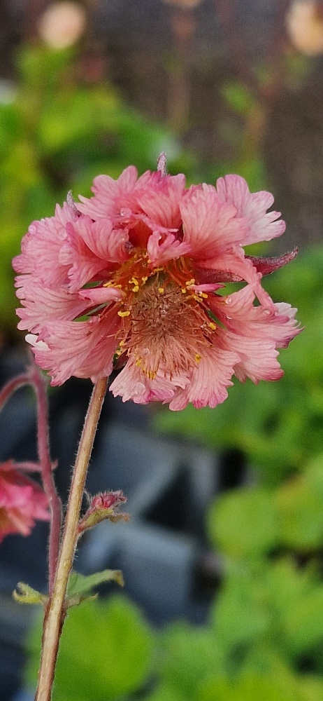 Trädgårdsnejlikrot - Geum rivale ‘Pink Fluffy’