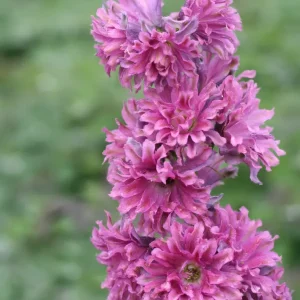 Trädgårdsriddarsporre - Delphinium Highlander-serien 'Flamenco' (PBR)