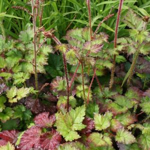 Plymastilbe - Astilbe chinensis 'Color Flash'